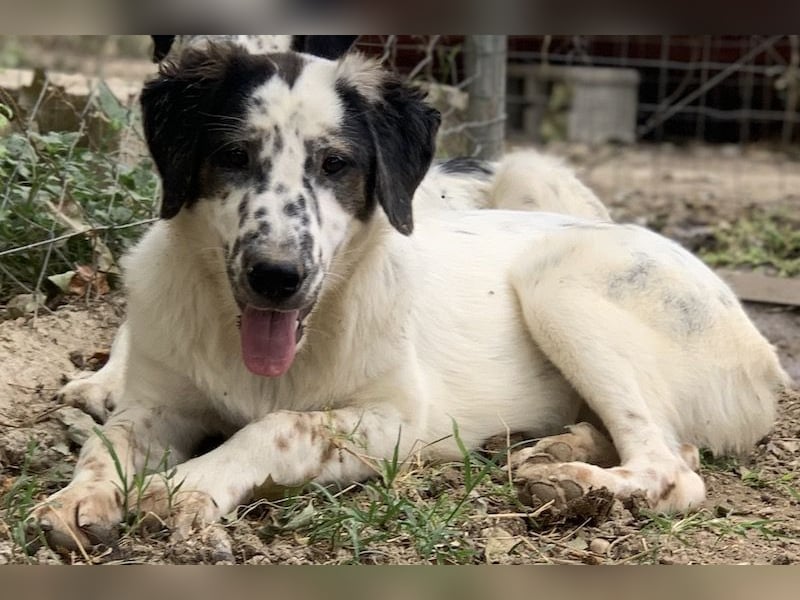 Lime, geb. ca. 02/2023, lebt in GRIECHENLAND, auf einer privaten Pflegestelle