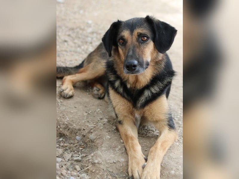 Kitaro, geb. 01/2019, lebt in GRIECHENLAND, im städt. Tierheim Serres