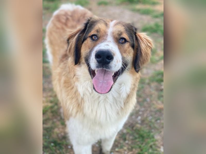 Barkley, geb. ca. 10/2024, lebt in GRIECHENLAND, auf einer privaten Pflegestelle