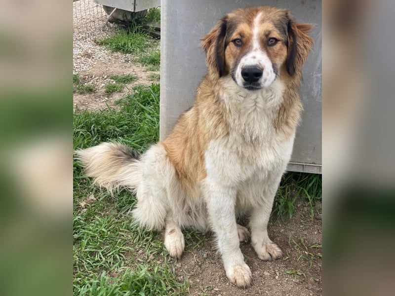Barkley, geb. ca. 10/2024, lebt in GRIECHENLAND, auf einer privaten Pflegestelle