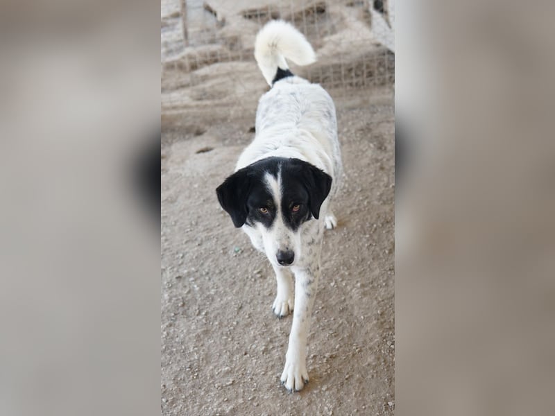 Amaya, geb. ca. 02/2023, lebt in GRIECHENLAND, im städt. Tierheim Serres