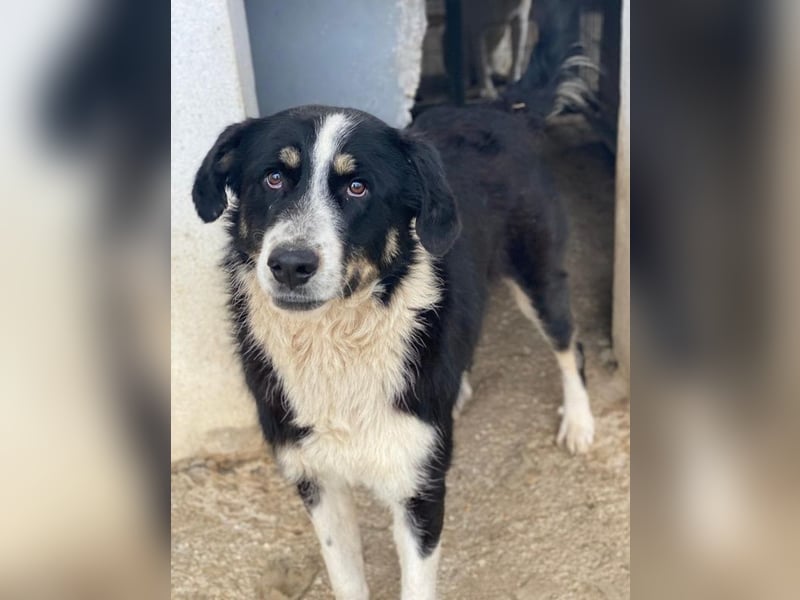 Cars, geb. ca. 12/2023, lebt in GRIECHENLAND, im städt. Tierheim Serres