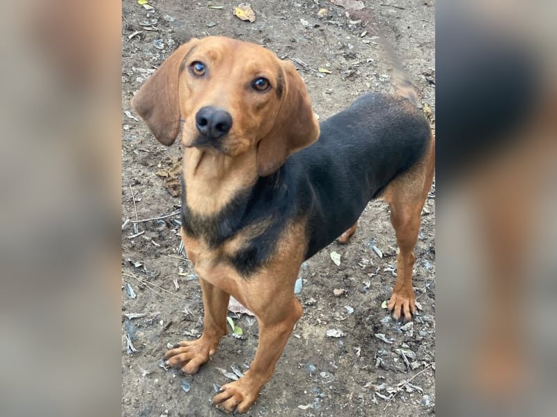 Ted, geb. ca. 01/2023, lebt in GRIECHENLAND, auf einer privaten Pflegestelle