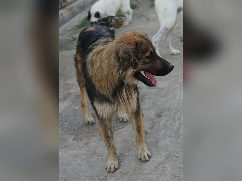 Felix, geb. ca. 03/2024, lebt in GRIECHENLAND, im städt. Tierheim Serres