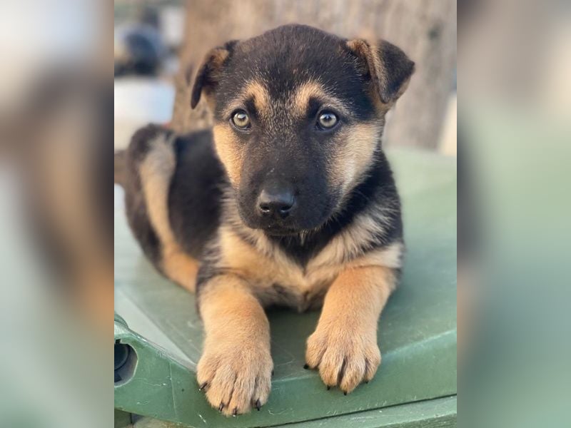 Heidi, geb. ca. 12/2025, lebt in GRIECHENLAND, auf einer privaten Pflegestelle