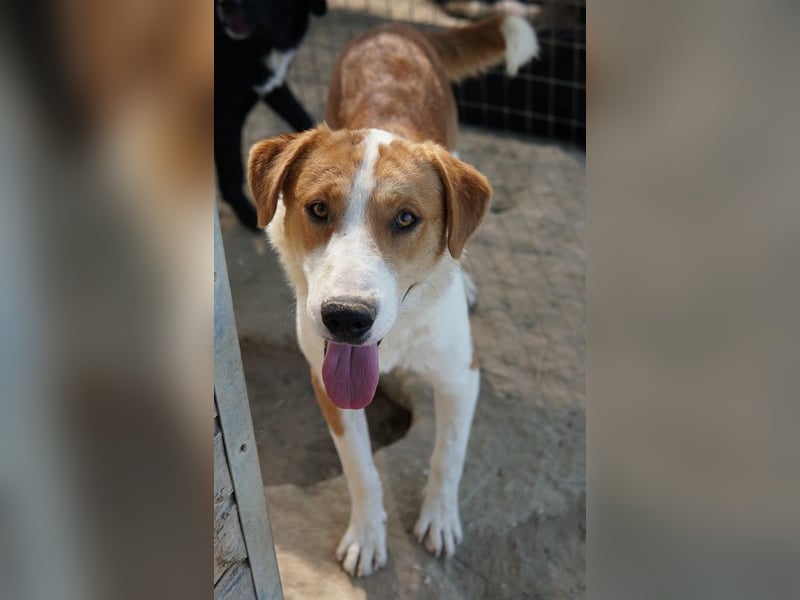 Benji, geb. ca. 10/2024, lebt in GRIECHENLAND, im städt. Tierheim Serres