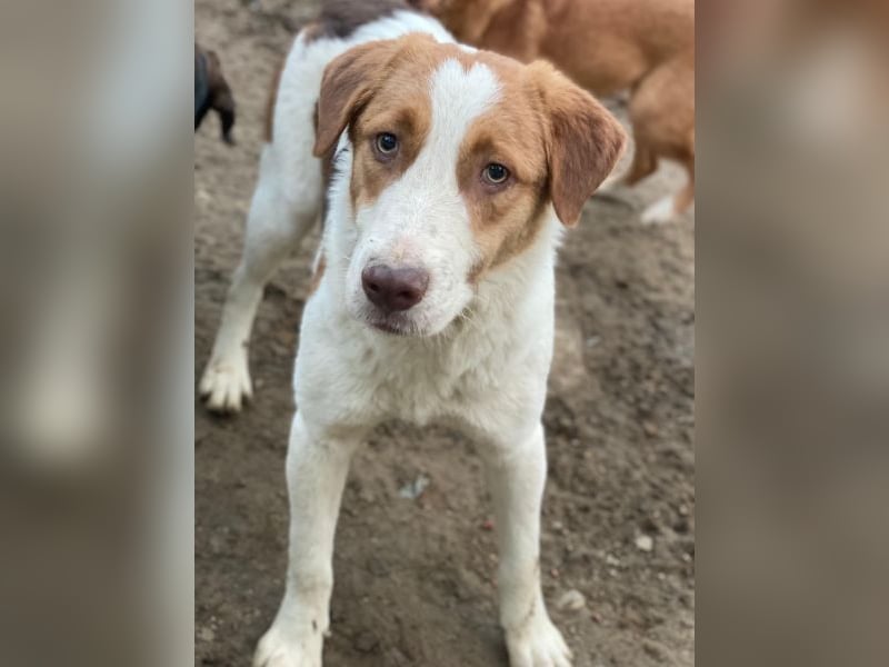 Herkos, geb. ca. 01/2025, lebt in GRIECHENLAND, auf einer privaten Pflegestelle