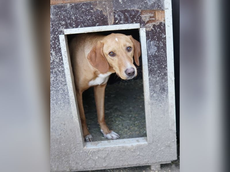 Gitano, geb. ca. 01/2024, lebt in GRIECHENLAND, auf einer privaten Pflegestelle