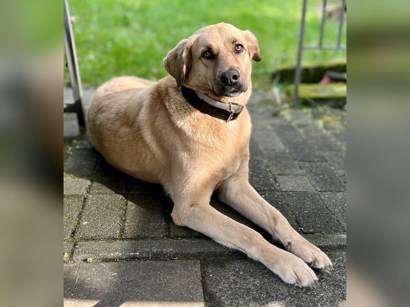 Fanta, geb. ca. 05/2017, lebt bei einer Familie in 48317 Drensteinfurt, Vermittlungshilfe