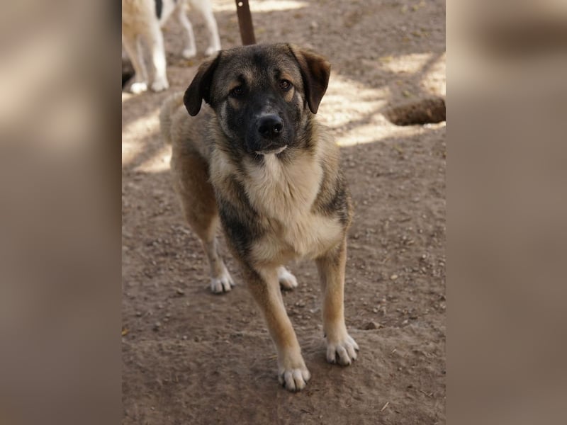 Davio, geb. ca. 06/2023, lebt in GRIECHENLAND, im städt. Tierheim Serres