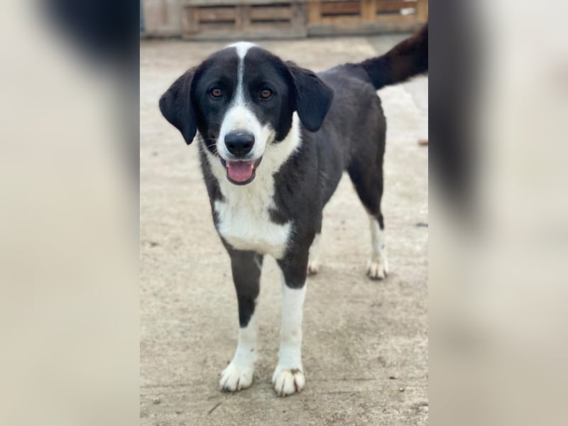 Arielle, geb. ca. 01/2023, lebt in GRIECHENLAND, im städt. Tierheim Serres