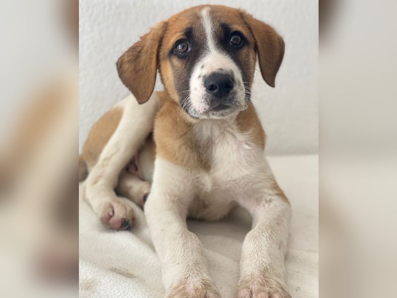 Juno, geb. 03/2025, lebt in GRIECHENLAND, im städt. Tierheim Serres