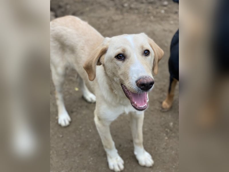 Sheldon, geb. ca. 11/2023, lebt in GRIECHENLAND, im städt. Tierheim Serres