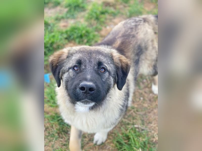 Moglito, geb. ca. 03/2025, lebt in GRIECHENLAND, im städt. Tierheim Serres