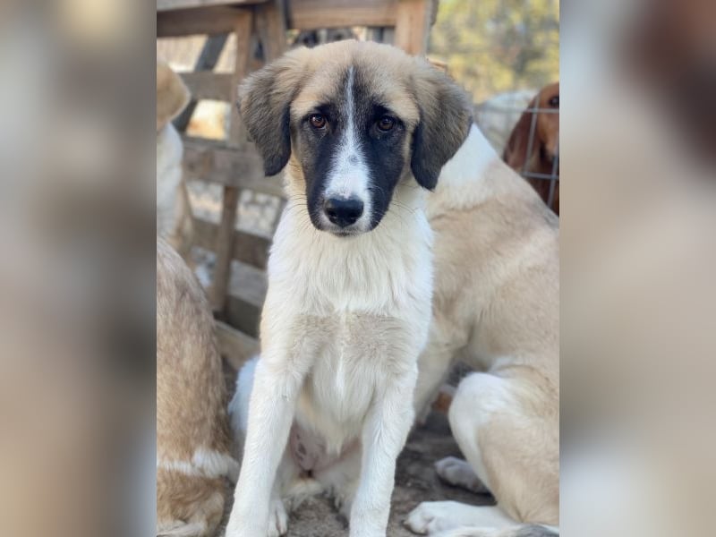 Dinka, geb. ca. 04/2025, lebt in GRIECHENLAND, im städt. Tierheim Serres