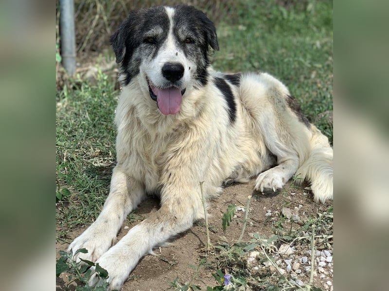 Askal, geb. ca. 07/2015, lebt in GRIECHENLAND, im städt. Tierheim Serres