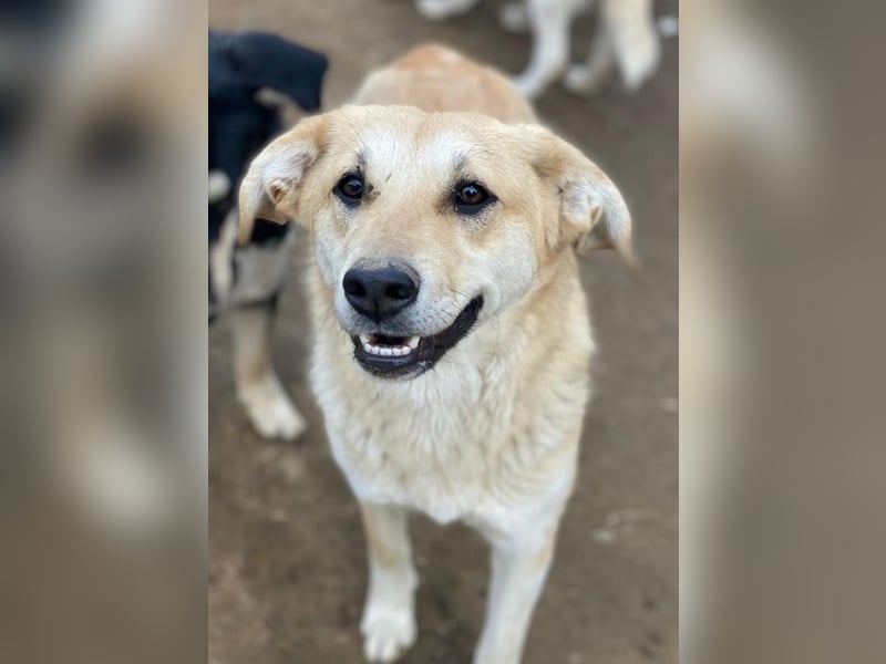 Myanmar, geb. ca. 01/2024, lebt in GRIECHENLAND, auf einer privaten Pflegestelle