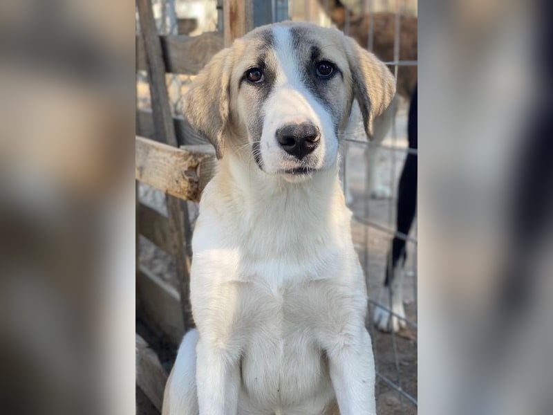 Manella, geb. ca. 04/2025, lebt in GRIECHENLAND, im städt. Tierheim Serres