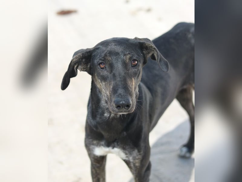 Nyota, geb. ca. 09/2023, lebt in GRIECHENLAND, auf einer privaten Pflegestelle