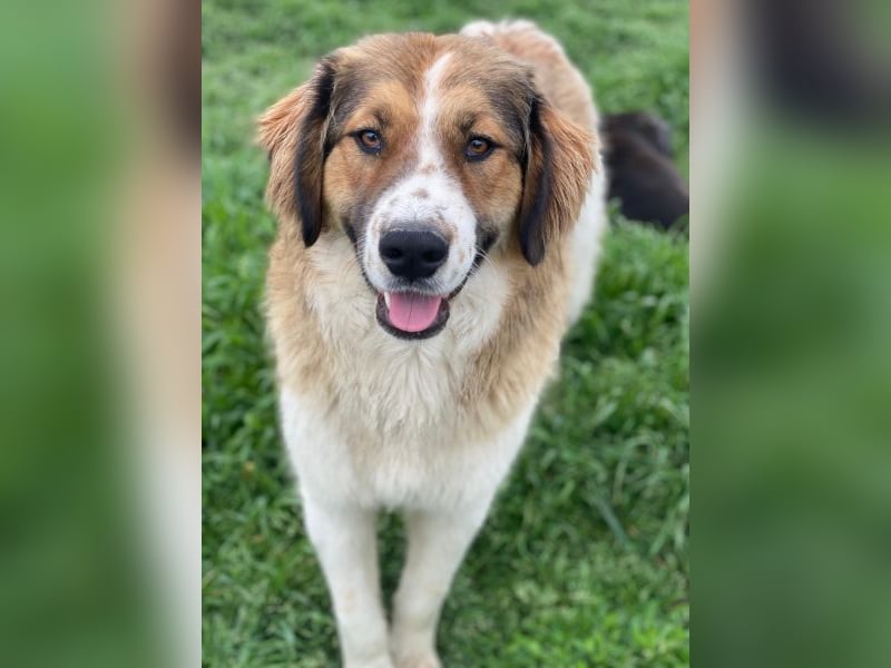 Barkley, geb. ca. 10/2024, lebt in GRIECHENLAND, auf einer privaten Pflegestelle