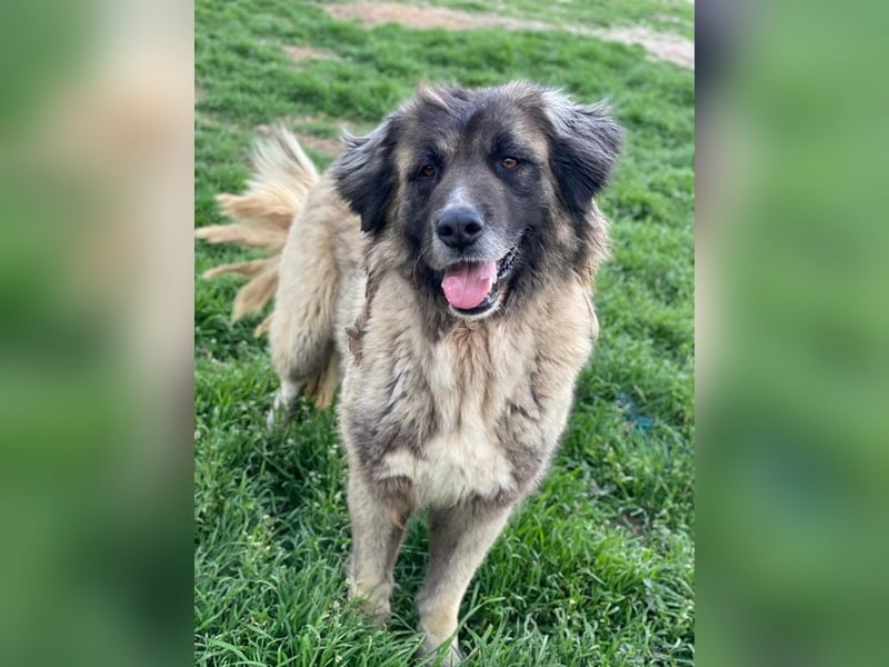 Harper, geb. ca. 12/2018, lebt in GRIECHENLAND, im städt. Tierheim Serres