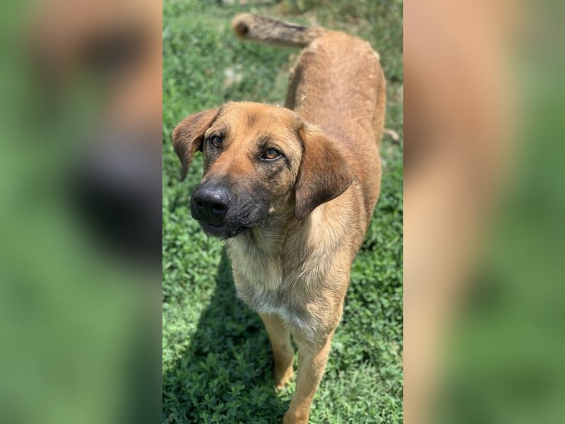 Xawi, geb. ca. 12/2019, lebt in GRIECHENLAND, im städt. Tierheim Serres