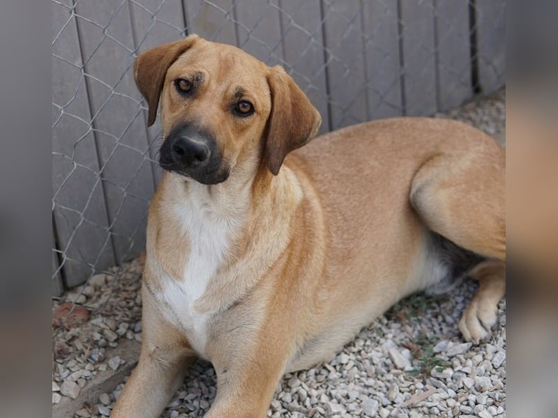 Bardo, geb. ca. 09/2023, lebt in GRIECHENLAND, im städt. Tierheim Serres