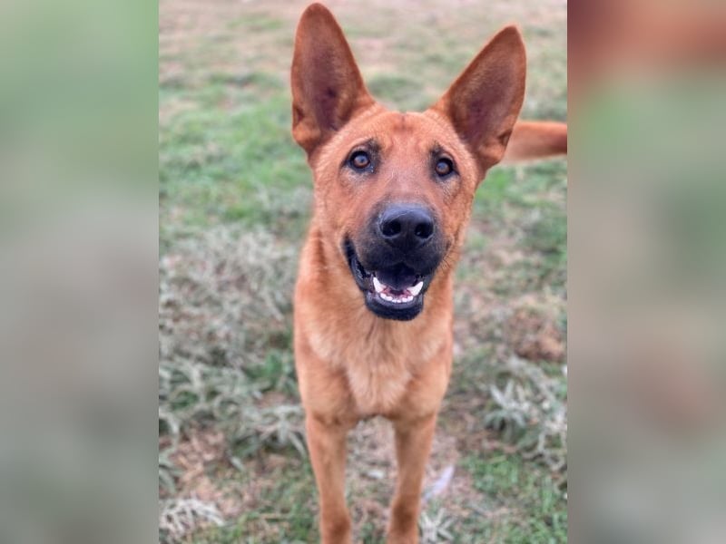 Zylo, geb. ca. 10/2024, lebt in GRIECHENLAND, im städt. Tierheim Serres