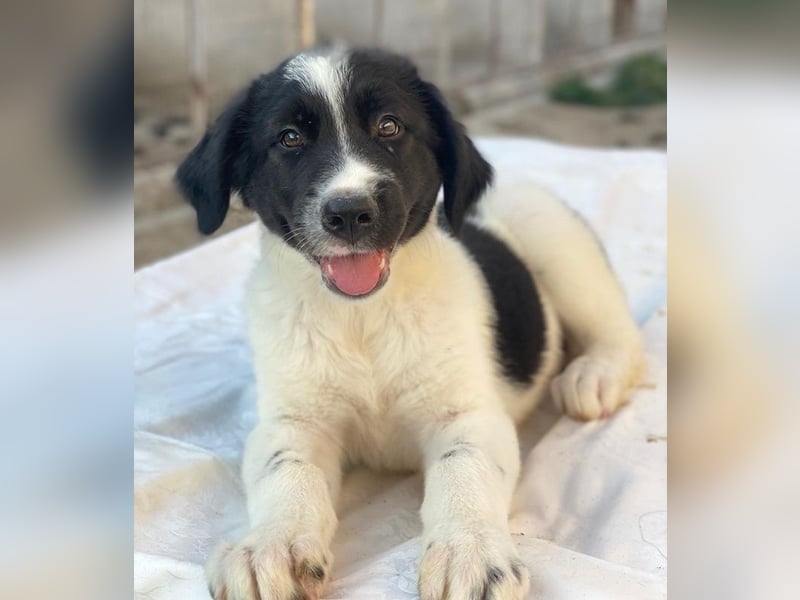 Anastasia, geb. ca. 05/2025, lebt in GRIECHENLAND, im städt. Tierheim Serres