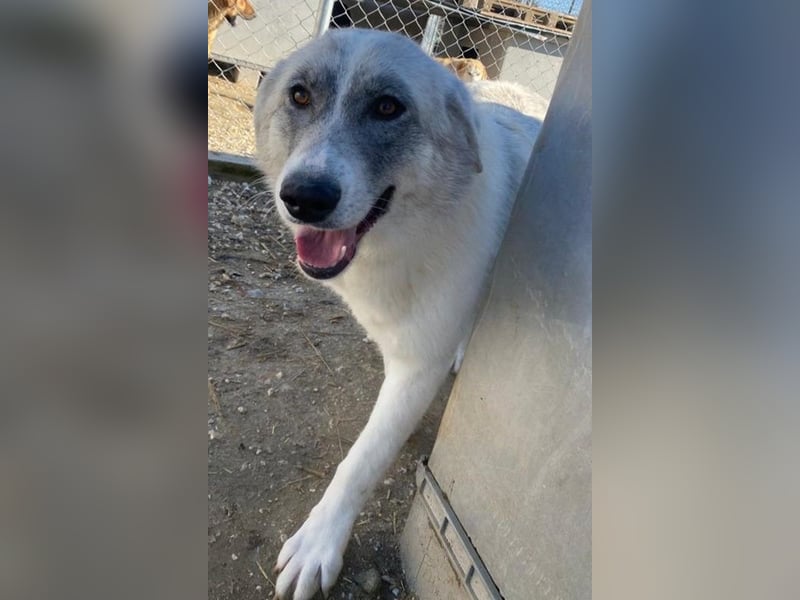 Charlina, geb. ca. 04/2021, lebt in GRIECHENLAND, im städt. Tierheim Serres