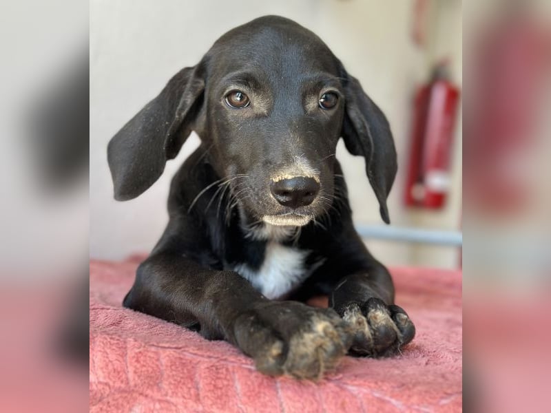 Smokey, geb. 08.06.2026, lebt in GRIECHENLAND, auf einer privaten Pflegestelle