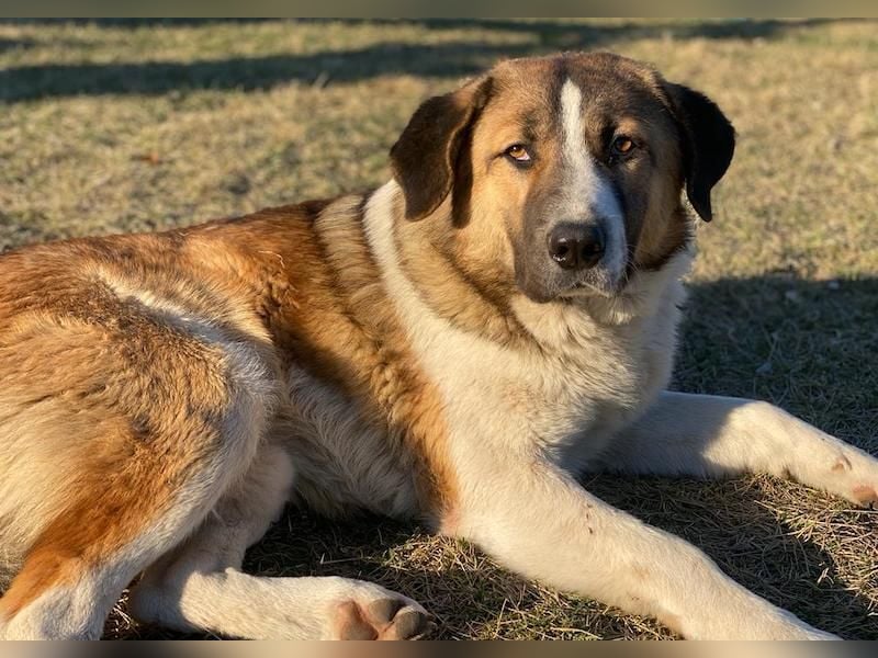 Anxton, geb. ca. 02/2022, lebt in GRIECHENLAND, im städt. Tierheim Serres