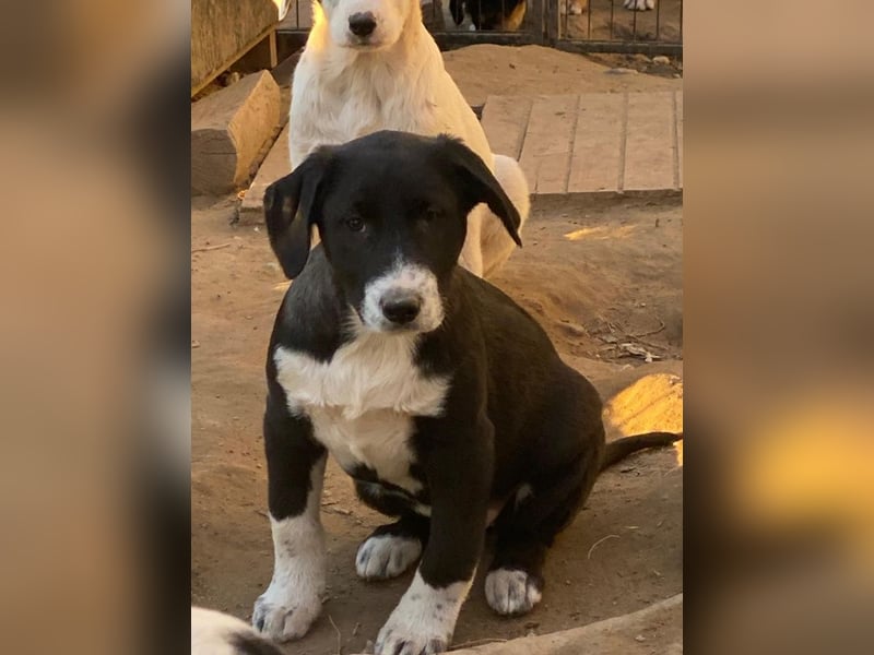 Pinot Noir, geb. ca. 08/2025, lebt in GRIECHENLAND, auf einer privaten Pflegestelle