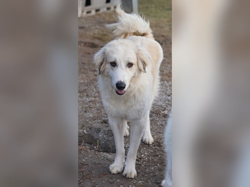 Bacardi, geb. ca. 04/2021, lebt in GRIECHENLAND, im städt. Tierheim Serres