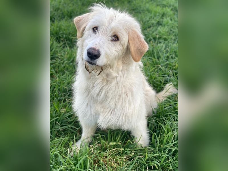 Arina, geb. ca. 10/2024, lebt in GRIECHENLAND, im städt. Tierheim Serres