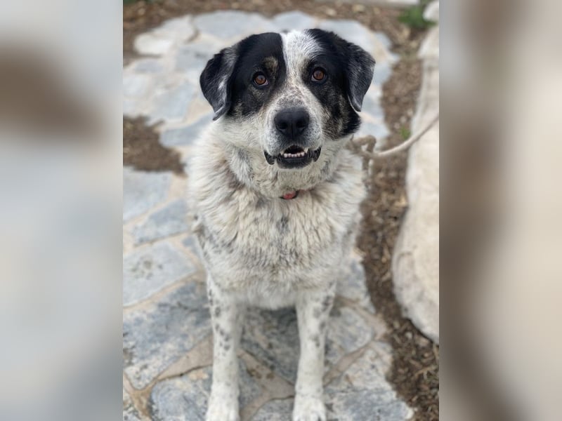 Pavlos, geb. ca. 05/2021, lebt in GRIECHENLAND, auf einer privaten Pflegestelle