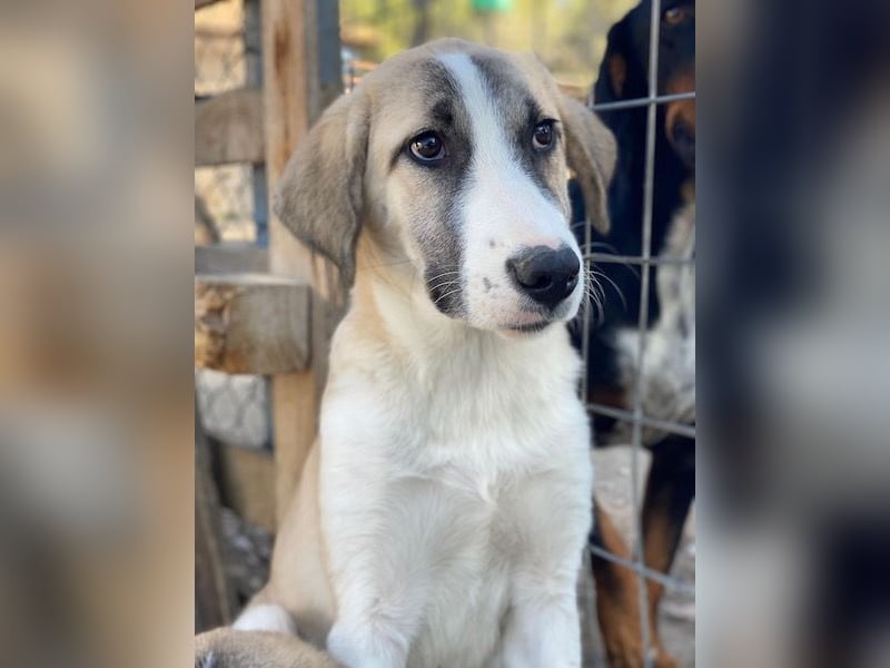 Manella, geb. ca. 04/2025, lebt in GRIECHENLAND, im städt. Tierheim Serres