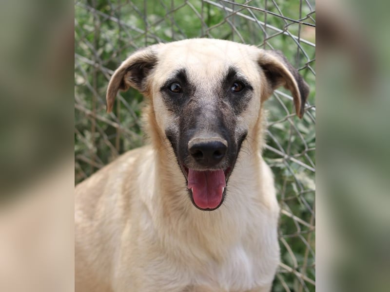 Carlchen, geb. ca. 03/2023, lebt in GRIECHENLAND, im städt. Tierheim Serres