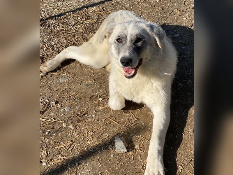 Charlina, geb. ca. 04/2021, lebt in GRIECHENLAND, im städt. Tierheim Serres