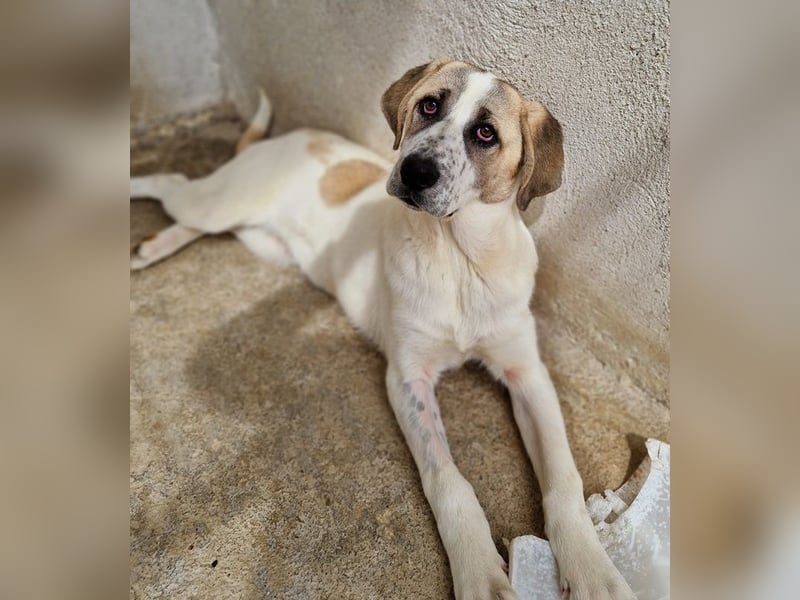 Lou, geb. ca. 11/2022, lebt in GRIECHENLAND, im städt. Tierheim Serres