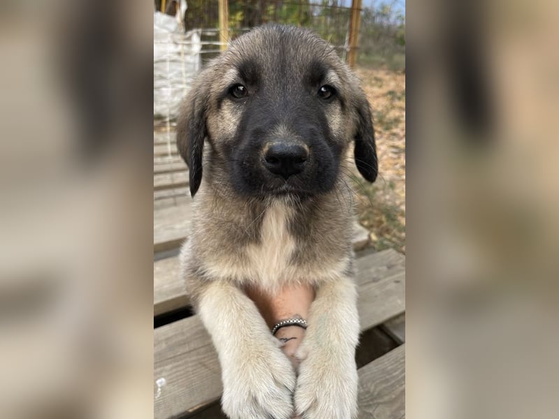 Cosy, geb. ca. 08/2022, lebt in GRIECHENLAND, auf einer privaten Pflegestelle