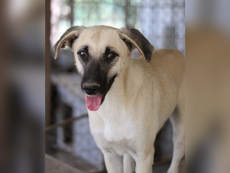 Carlchen, geb. ca. 03/2023, lebt in GRIECHENLAND, im städt. Tierheim Serres