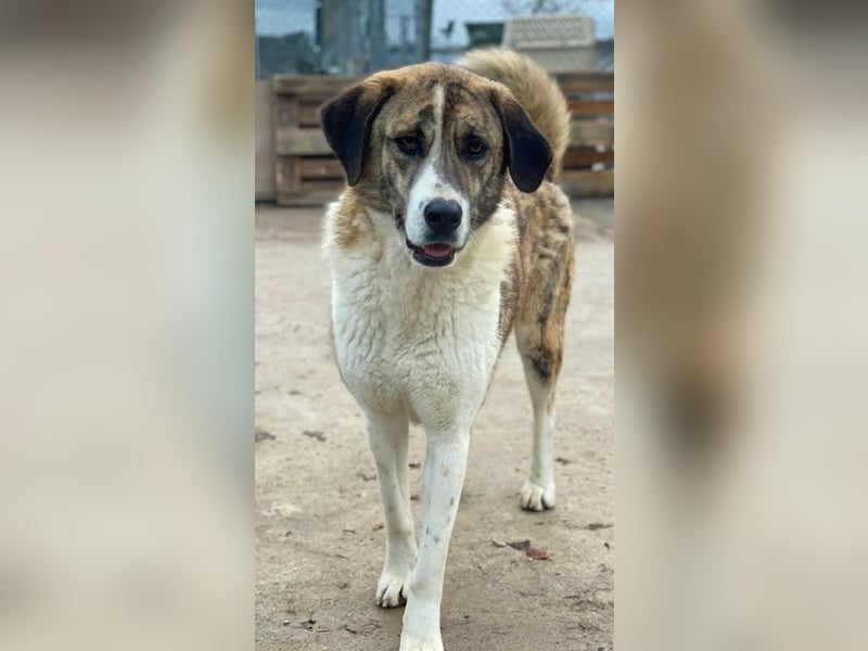 Indira, geb. ca. 01/2023, lebt in GRIECHENLAND, im städt. Tierheim Serres