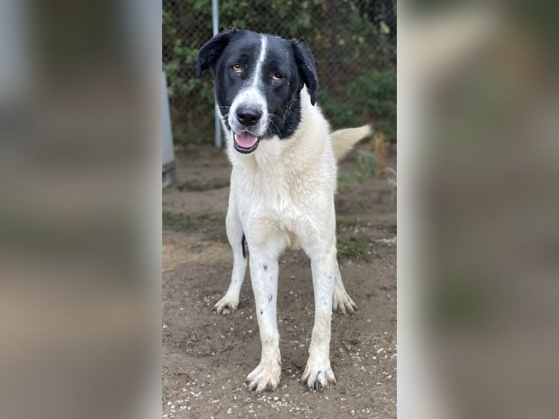 Kastor, geb. 01/2019, lebt in GRIECHENLAND, im städt. Tierheim Serres