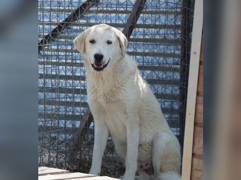 Navid, geb. ca. 04/2025, lebt in GRIECHENLAND, im städt. Tierheim Serres