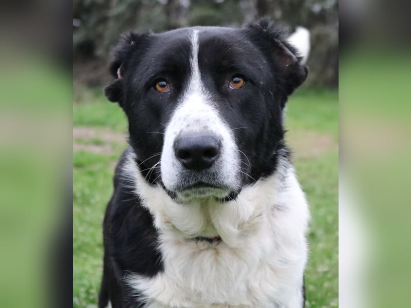 Eddy, geb. ca. 01/2018, lebt in GRIECHENLAND, im städt. Tierheim Serres