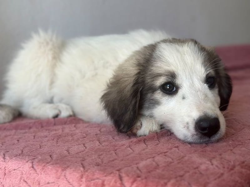 Paloma, geb. ca. 05/2026, lebt in GRIECHENLAND, im städt. Tierheim Serres