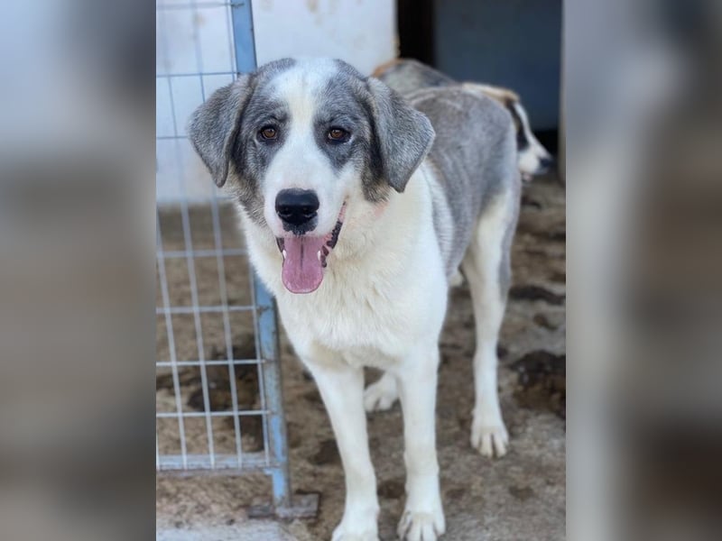 Ryat, geb. ca. 12/2023, lebt in GRIECHENLAND, im städt. Tierheim Serres