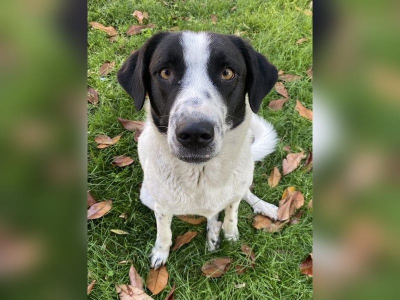 Penny, geb. ca. 05/2023, lebt in GRIECHENLAND, im städt. Tierheim Serres