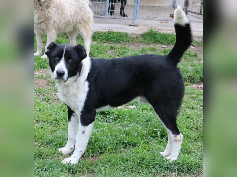 Eddy, geb. ca. 01/2018, lebt in GRIECHENLAND, im städt. Tierheim Serres